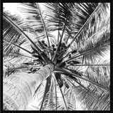 Floating Frame - B/W Coconut Palm Tree - 100x100