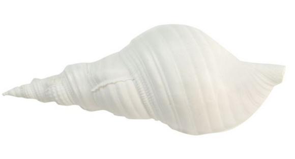 White Poly Sea Shell